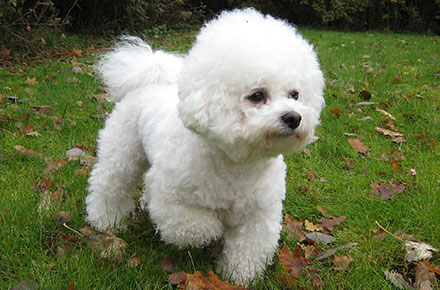 Bichon Frise standing in a field