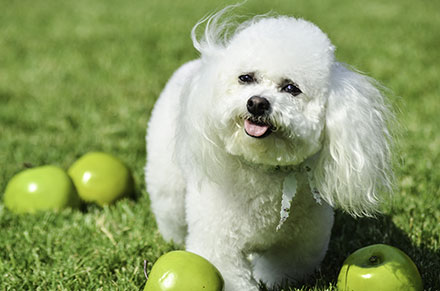 Bichon Frise standing on grass amongst apples