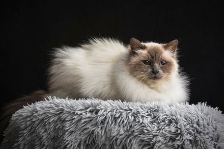 Birman cat lying down on a rug