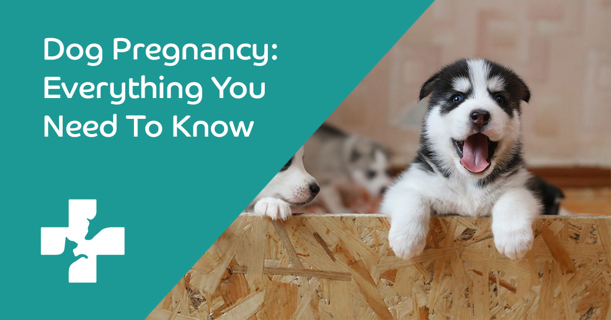 Dog Pregnancy: Everything You Need To Know | Lifetime Pet Cover