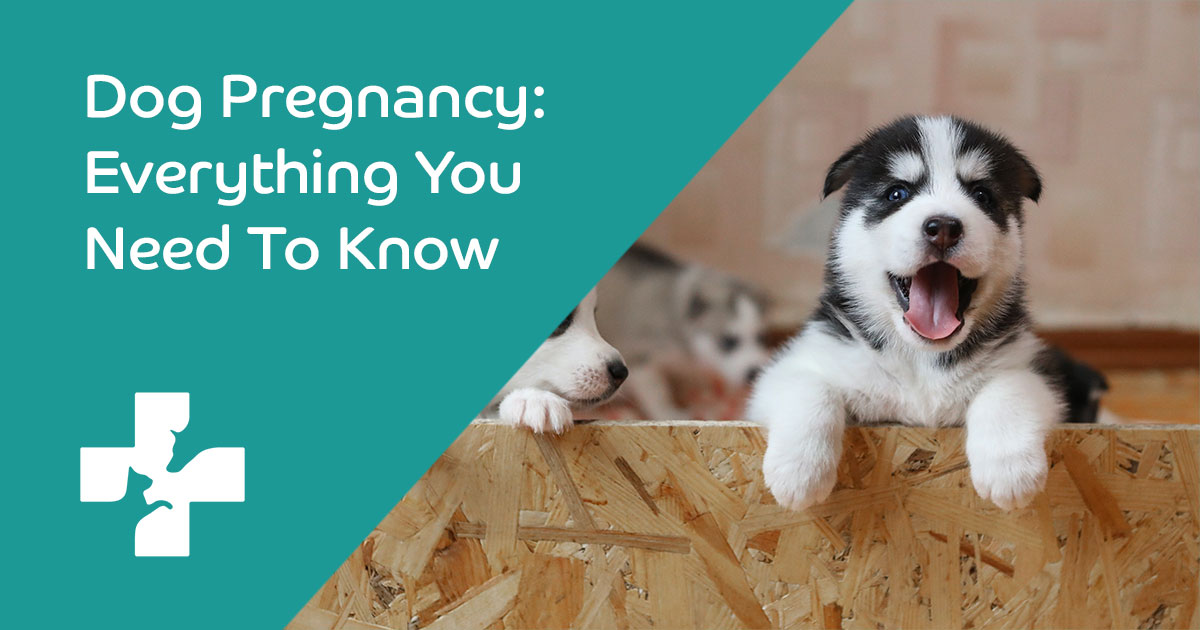 how can i prevent my dog from getting pregnant after mating