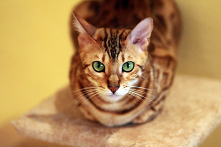 Majestic Bengal cat lying on a pedestal staring directly at the camera with green eyes