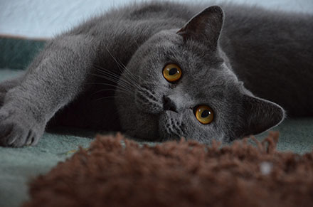 Grey British Shorthair car lying down stretched out on its side and looking a the camera with golden eyes