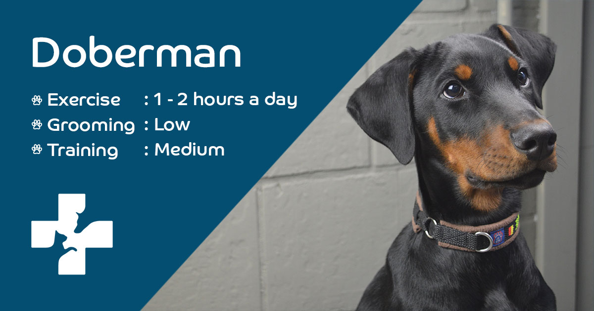 Doberman Breed Information | Lifetime Pet Cover