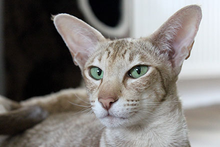 36++ Oriental shorthair cat edmonton Funny Cats