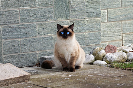 Large Siamese cat sitting down on a patio outside and staring directly at the camera with blue eyes
