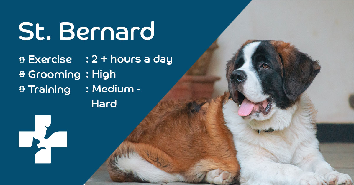 St. Bernard Breed Information | Lifetime Pet Cover