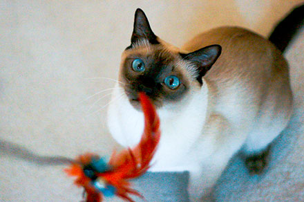 Tonkinese Breed Information | Lifetime Pet Cover