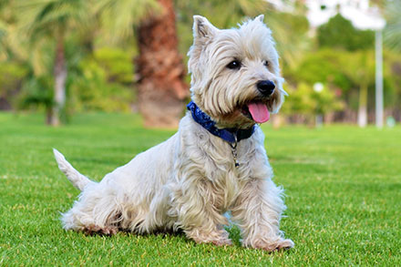 West Highland Terrier Breed Information Lifetime Pet Cover