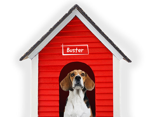 Lifetime Pet Cover's Buster the beagle in his house