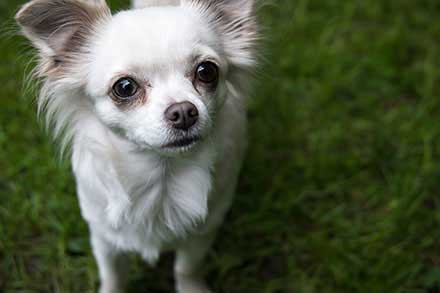 Chihuahua Breed Information | Lifetime Pet Cover