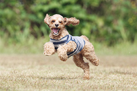 Golden Cockapoo wearing a white and blue top running through a field with it's ears flapping