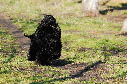 Black Cocker Spaniel with long hair walking through a wooded area with a stick in its mouth