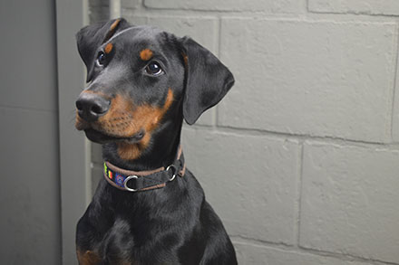 Doberman smartest sales dog