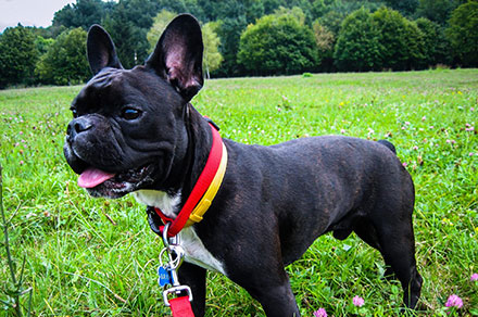 Black and white French Bulldog standing in a field with trees in the background