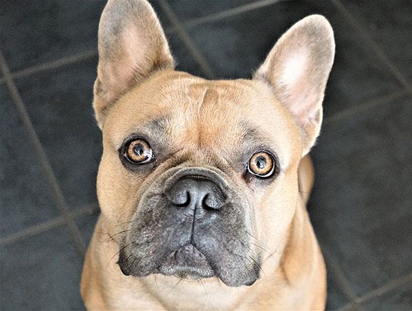 Fawn French Bulldog sitting down and looking up at the camera