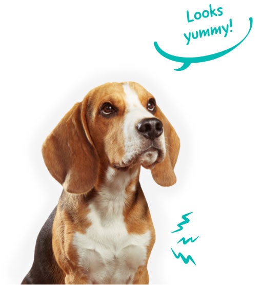 Lifetime Pet Cover's Buster the Beagle