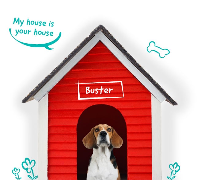 Lifetime Pet Cover's Buster the Beagle sitting up safe in his house thanks to his pet insurance