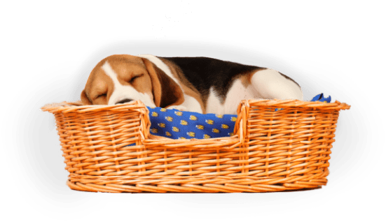 Lifetime Pet Cover's Buster the Beagle sleeping in his bed