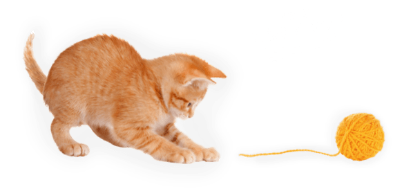 Lifetime Pet Cover's Luna the cat chasing after a ball of string