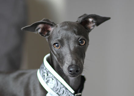 Italian greyhound house training top