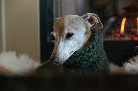 Italian Greyhound in a cardigan