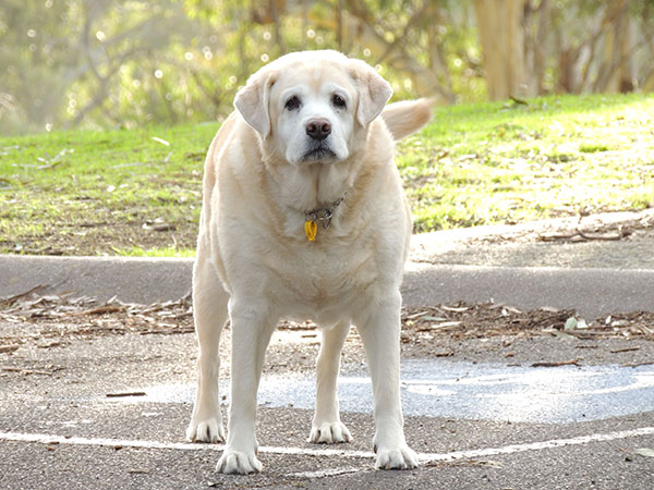 Overweight golden Labrador standing up