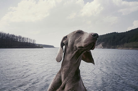 Weimaraner by a lake