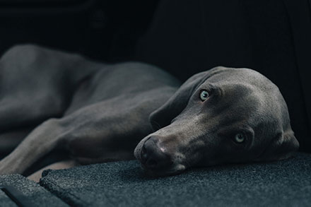 Weimaraner lying on a coach