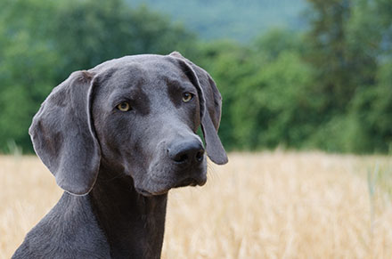 Large weimaraner shop