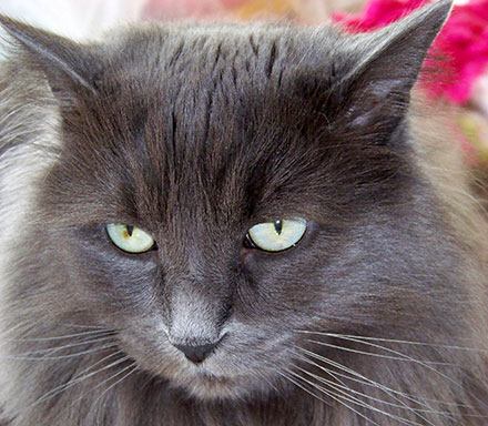 Nebelung