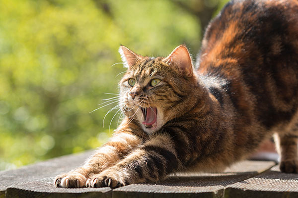 Domestic Shorthair Cat stretching