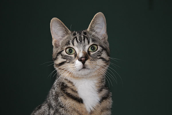 Domestic Shorthair Cat