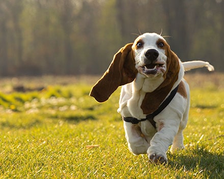 are basset hounds good pets