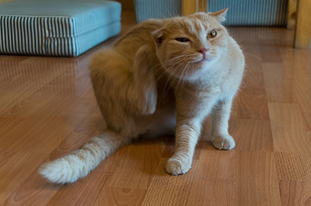 Cat scratching itself