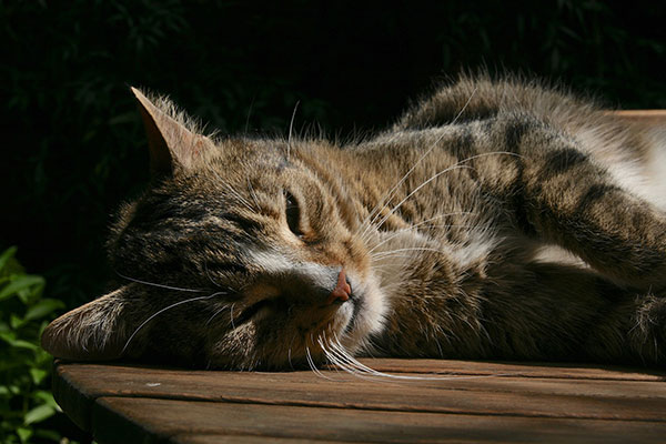 Domestic Shorthair Cat lying down outside