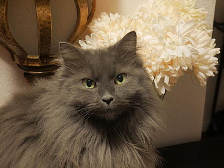 Nebelung