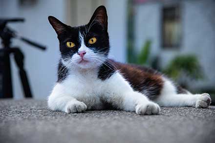 Japanese Bobtail