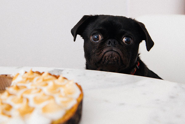 Black pug looking sad in front of a sweet pie
