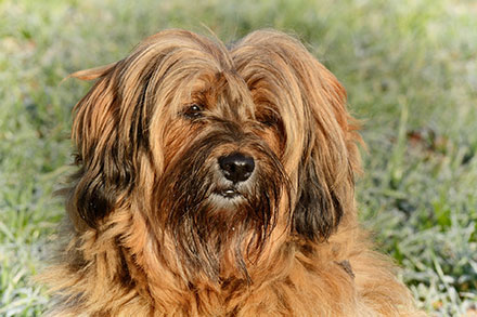 Tibetan Terrier