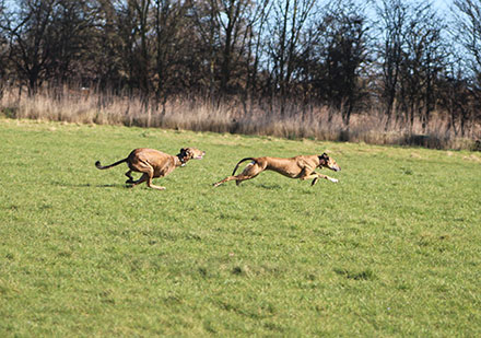 Two Lurchers running in a field
