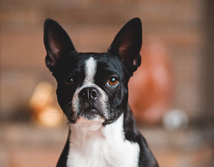 Boston Terrier Breed Information Lifetime Pet Cover