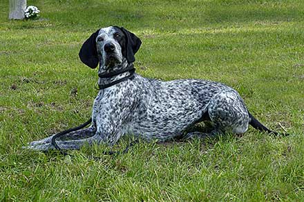 Large black and white German Shorthaired Pointer