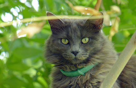 Nebelung