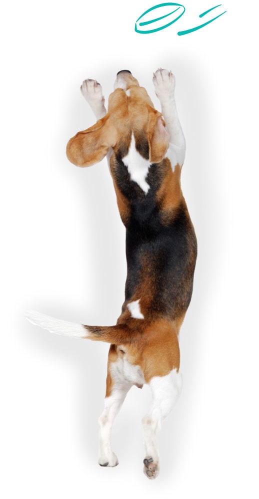 Lifetime Pet Cover's Buster the Beagle jumping