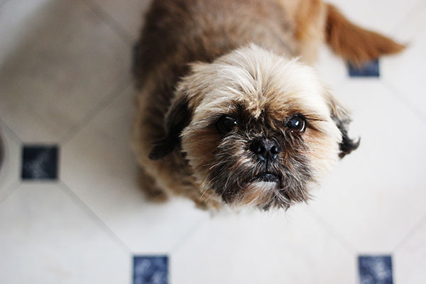 Shih Tzu dog sitting down on the kitchen floor