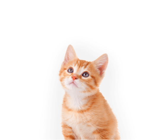 Luna, the Lifetime Pet Cover cat