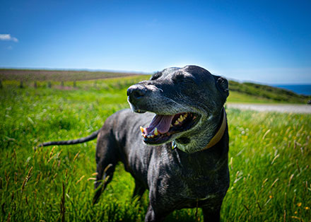 Lurcher in a field