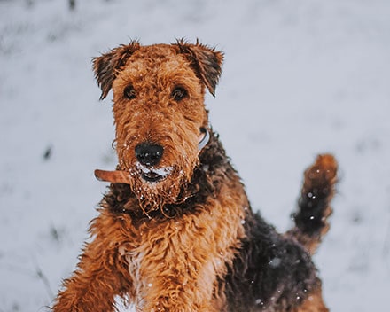 Welsh Terrier
