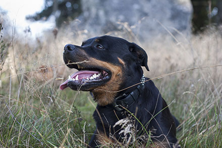 Rottweiler in an overgrown field